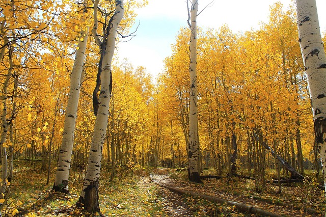 autumnal forest